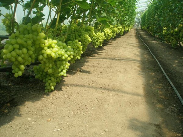 Бизнес-идея: выращивание винограда в теплицах