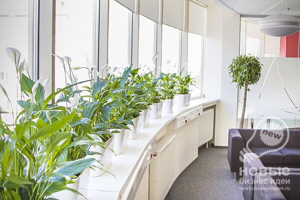 Бизнес идея: озеленяем офис