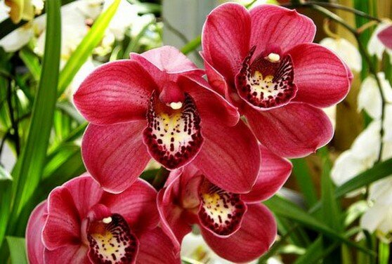 Бизнес-идея: выращивание орхидей для продажи
