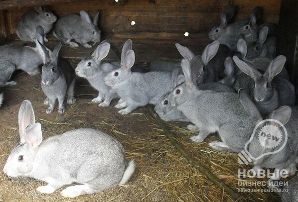 Успешная ферма: разведение кроликов