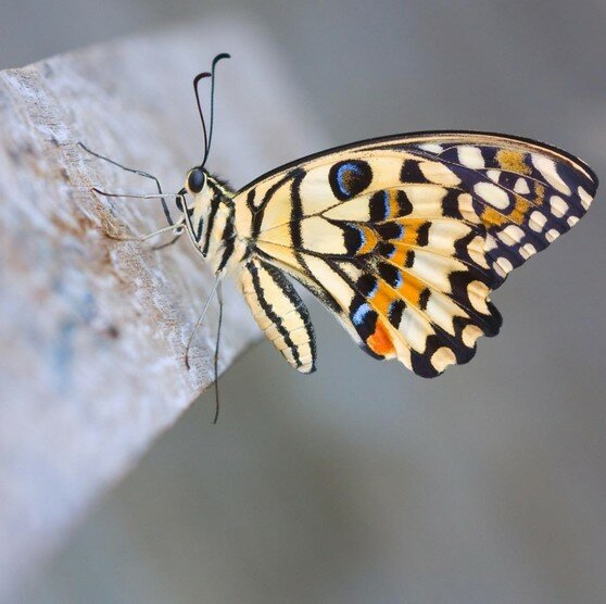 Интересная бизнес-идея: выставка и продажа живых тропических бабочек