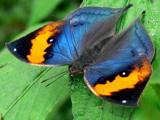 Интересная бизнес-идея: выставка и продажа живых тропических бабочек