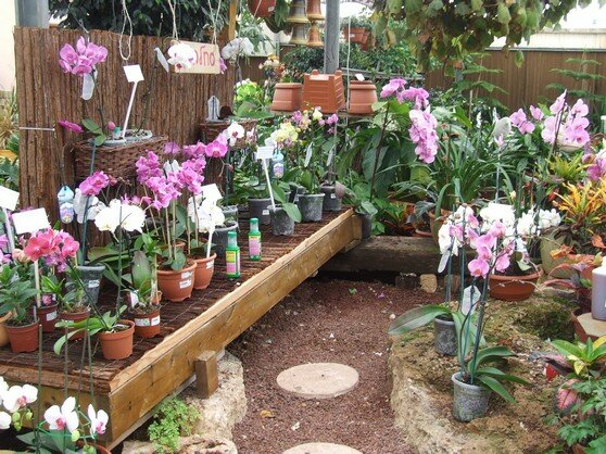 Бизнес-идея: выращивание орхидей для продажи